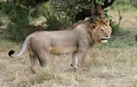 Lions in Kenya